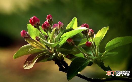 海棠花的介绍-海棠花的养护