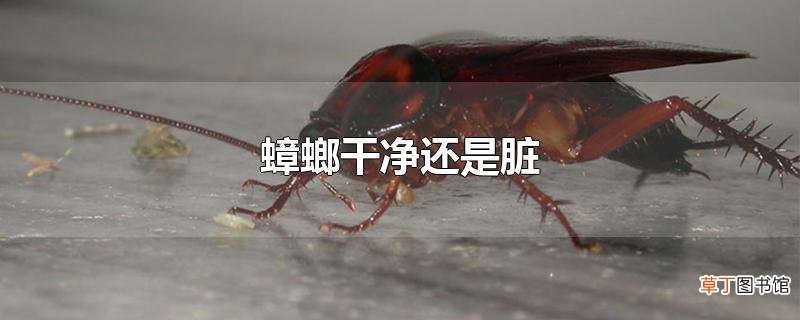 蟑螂干净还是脏