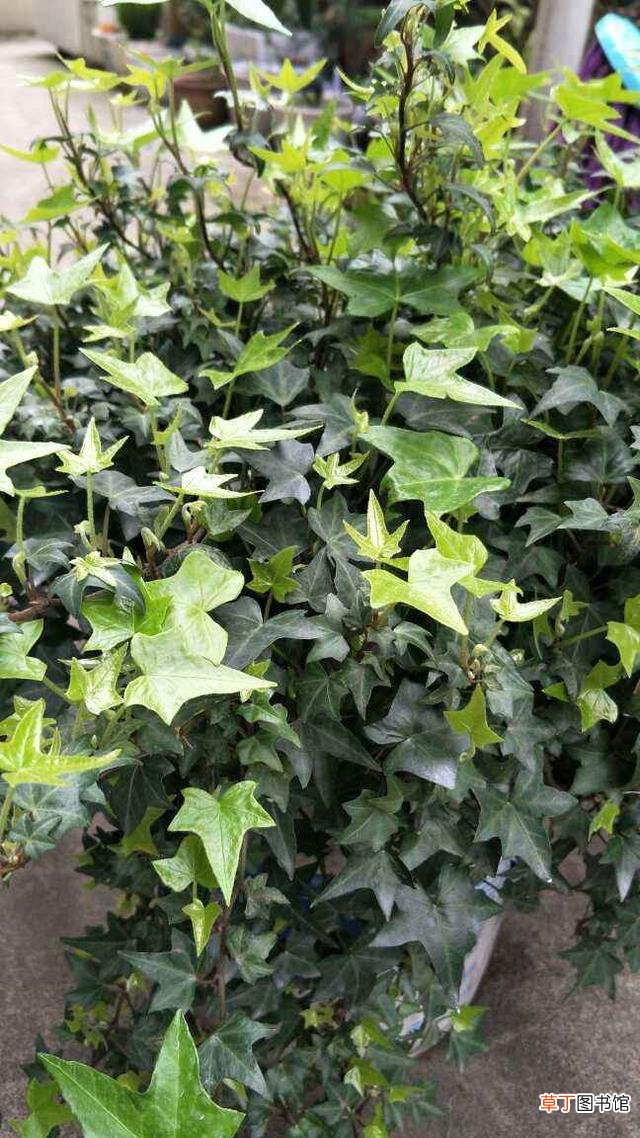 4种适合给朋友的花 代表友情的花有哪些