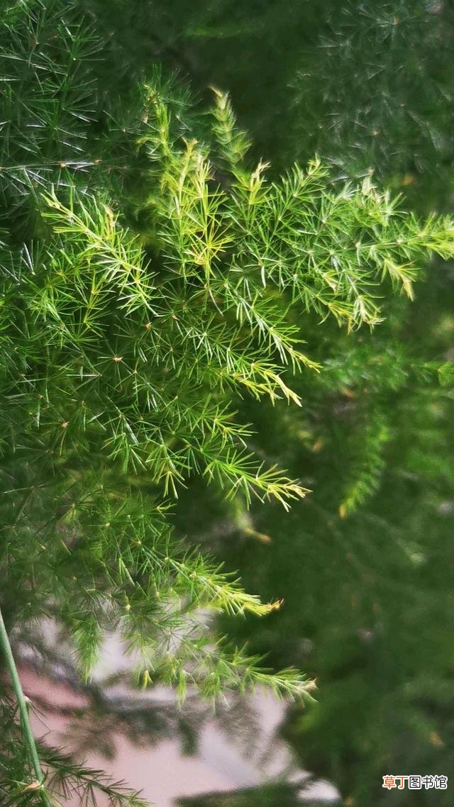 4种适合给朋友的花 代表友情的花有哪些