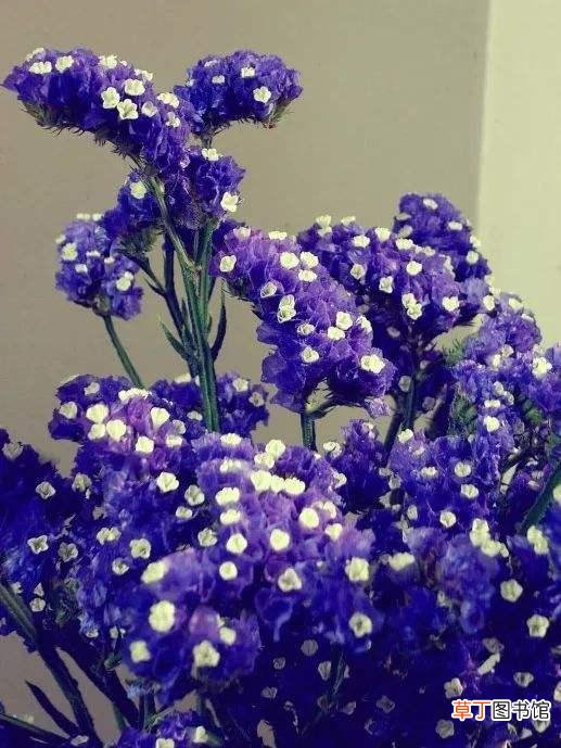 4种适合给朋友的花 代表友情的花有哪些