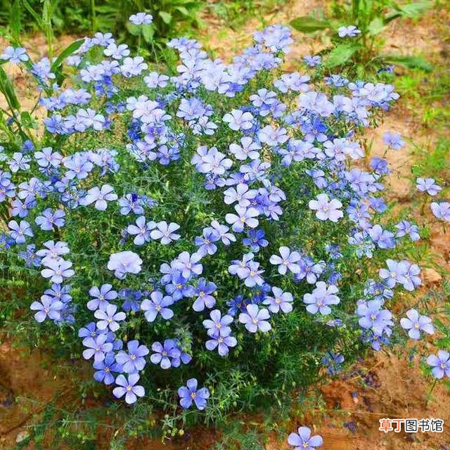 4种适合给朋友的花 代表友情的花有哪些
