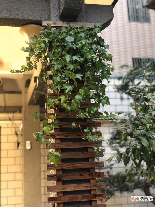 4种适合给朋友的花 代表友情的花有哪些