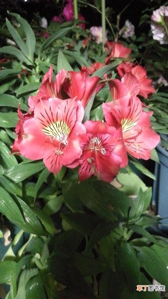 4种适合给朋友的花 代表友情的花有哪些