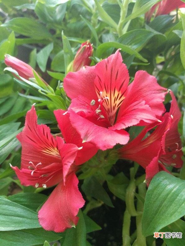 4种适合给朋友的花 代表友情的花有哪些
