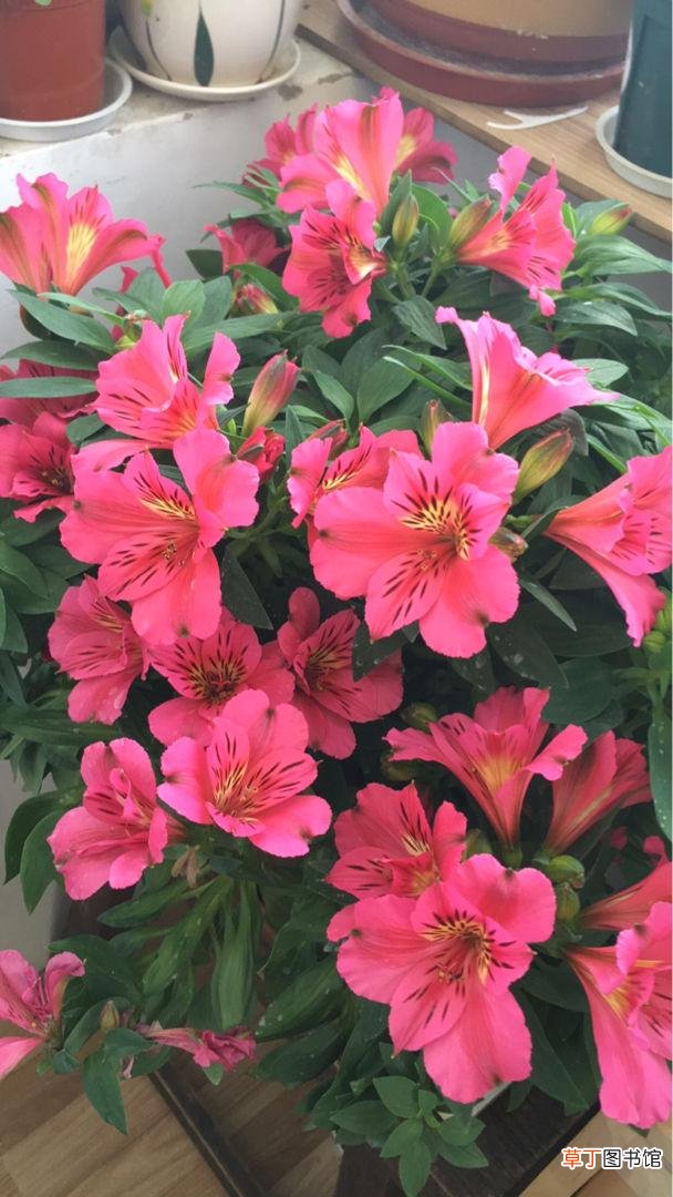 4种适合给朋友的花 代表友情的花有哪些