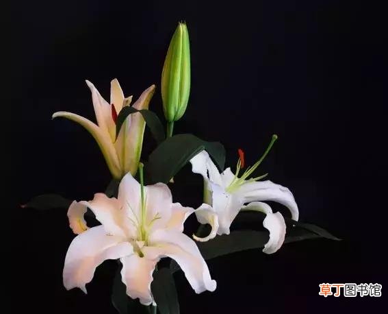 最能代表友情的花 什么花代表友谊天长地久