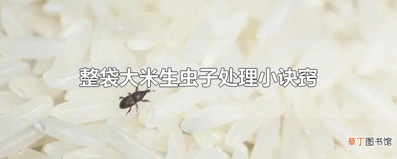 整袋大米生虫子处理小诀窍