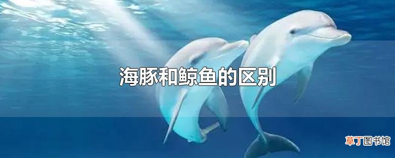 海豚和鲸鱼的区别
