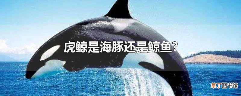 虎鲸是海豚还是鲸鱼?