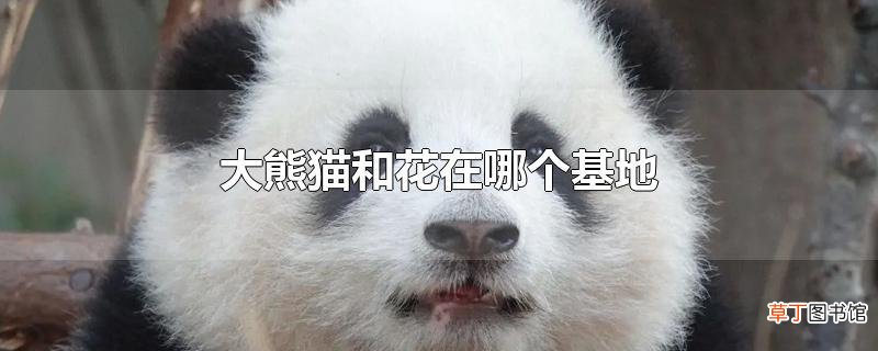 大熊猫和花在哪个基地