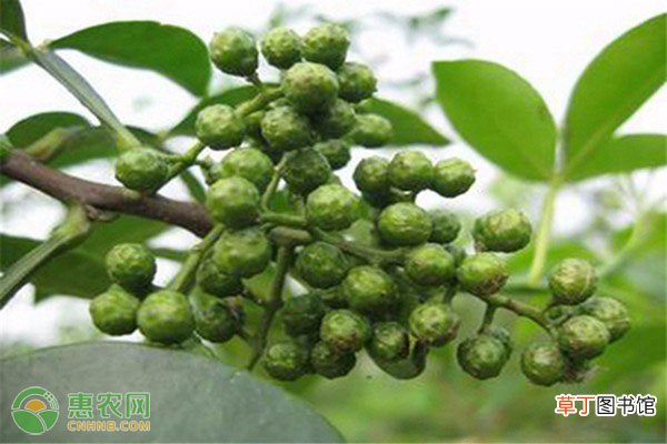 花椒和青花椒有什么区别?