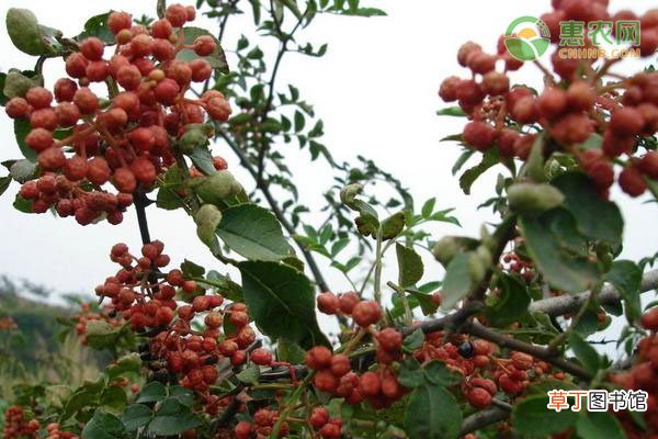 花椒和青花椒有什么区别?
