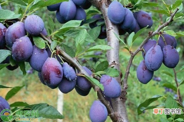 西梅是什么季节的水果？西梅和李子的区别在哪？