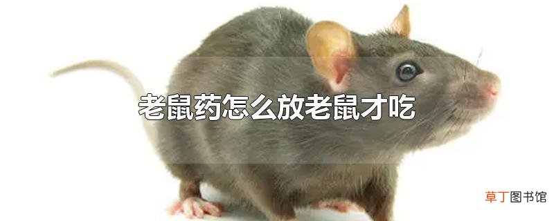老鼠药怎么放老鼠才吃