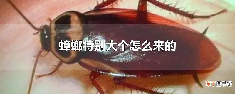 蟑螂特别大个怎么来的