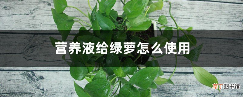 土培和水培使用方法 营养液给绿萝怎么使用