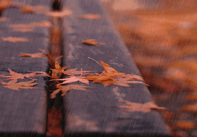 秋雨绵绵的唯美诗句 描写秋雨的诗句唯美