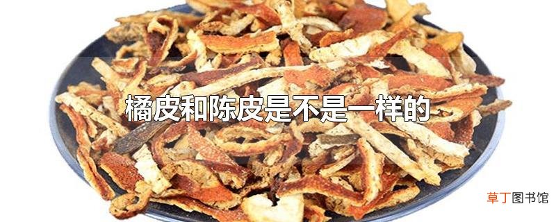 橘皮和陈皮是不是一样的