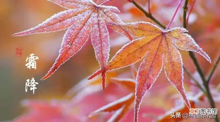 写霜降的诗句古诗大全 描写霜降的诗句古诗词