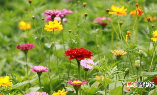 室内适合养什么花草？这些花草不要养在室内