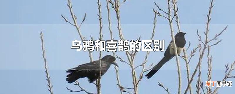 乌鸦和喜鹊的区别