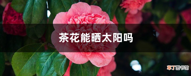 茶花能晒太阳吗，太阳一晒就蔫了是为什么