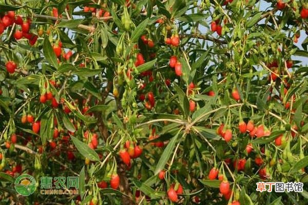 枸杞苗什么时候种植合适？枸杞苗种植什么品种好？