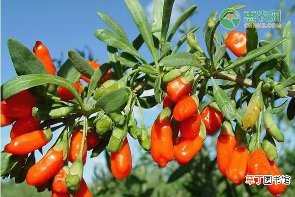 枸杞苗什么时候种植合适？枸杞苗种植什么品种好？