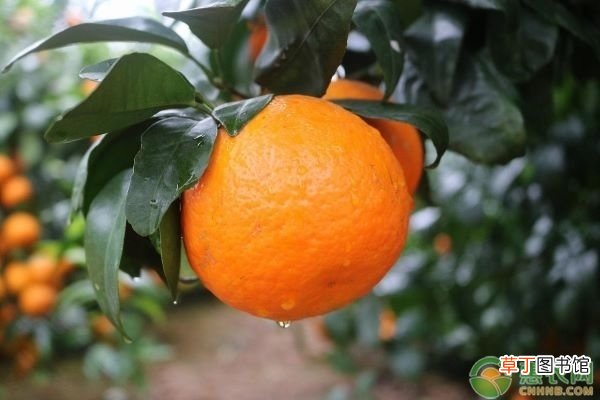 沃柑苗什么品种好?沃柑苗要怎么购苗好?