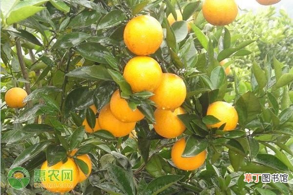 沃柑苗什么品种好?沃柑苗要怎么购苗好?