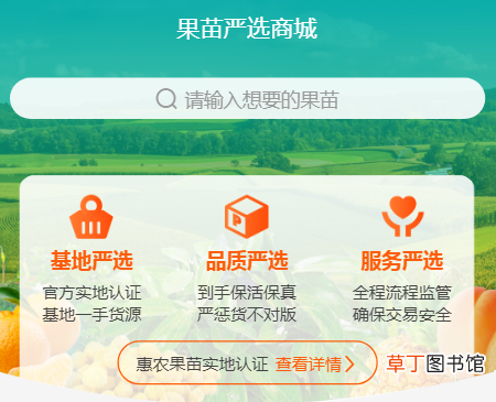 沃柑苗什么品种好?沃柑苗要怎么购苗好?