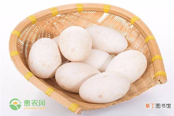 鹅蛋主产地在哪？鹅蛋有哪些保存方法？