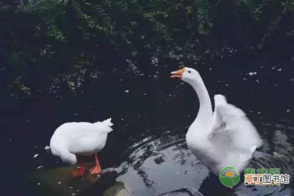 大白鹅和天鹅有什么区别？