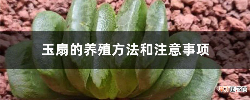 玉扇的养殖方法和注意事项