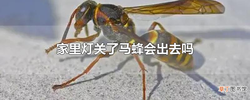 家里灯关了马蜂会出去吗