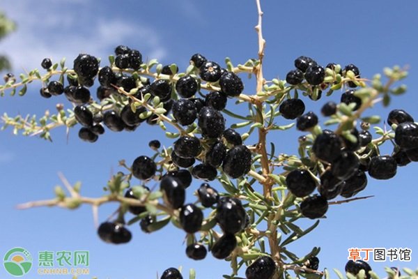 黑枸杞苗价格多少钱一棵？黑枸杞苗哪里有得卖？