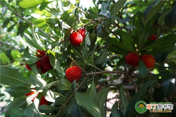 杨梅苗价格多少钱一株？种植几年结果？