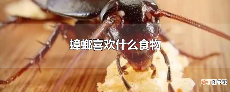 蟑螂喜欢什么食物