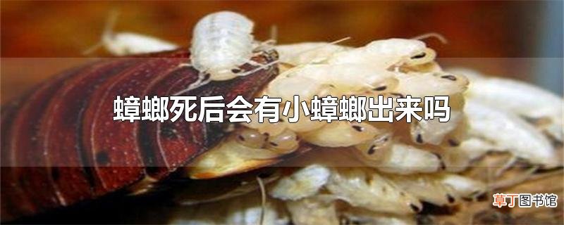 蟑螂死后会有小蟑螂出来吗