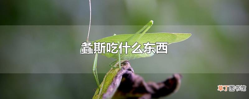 螽斯吃什么东西