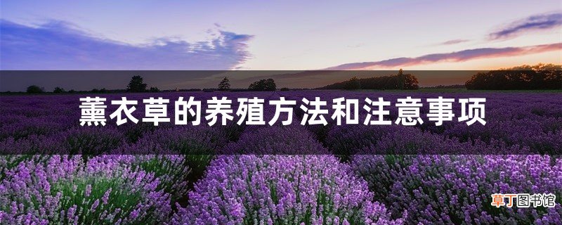 薰衣草的养殖方法和注意事项