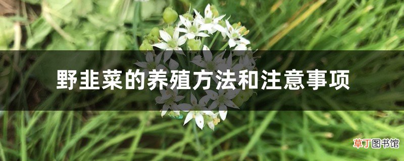 野韭菜的养殖方法和注意事项