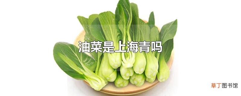 油菜是上海青吗