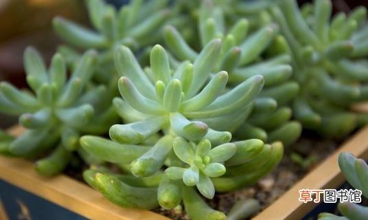 玉米石的养殖方法-玉米石的简介