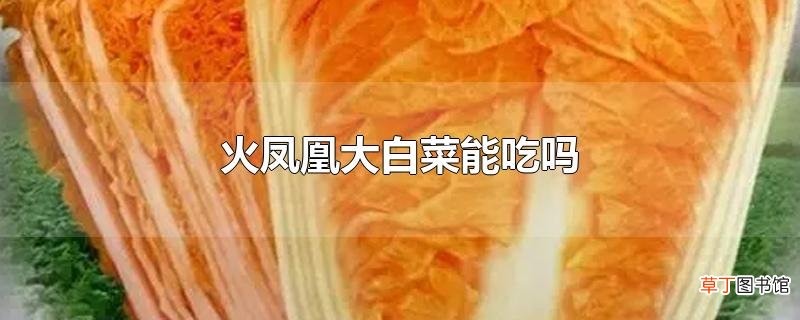 火凤凰大白菜能吃吗