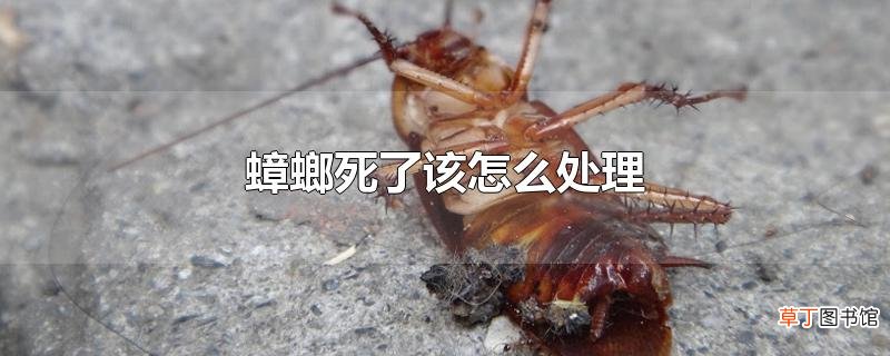 蟑螂死了该怎么处理