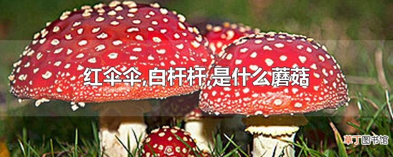 红伞伞,白杆杆,是什么蘑菇
