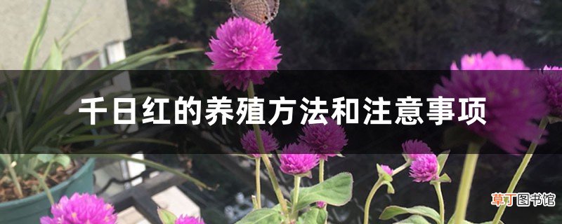 千日红的养殖方法和注意事项