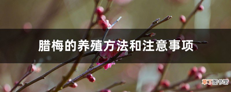 腊梅的养殖方法和注意事项